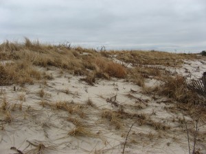 Long Beach Island winter dune grass