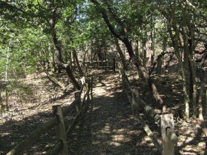 Barnegat Lighthouse Forest Trail