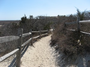 Barnegat Lighthouse Forest Trail 