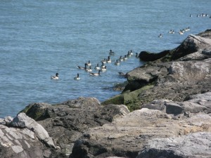 LBI ducks along Barnegat Inlet