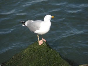 LBI seagull on our jetty walk